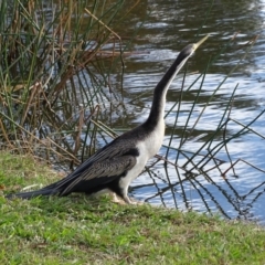 Anhinga novaehollandiae (Australasian Darter) at Kingston, ACT - 4 Jun 2019 by Mike