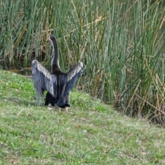 Anhinga novaehollandiae at Kingston, ACT - 4 Jun 2019