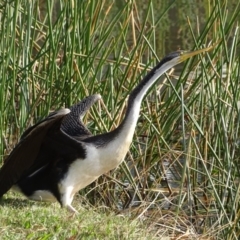 Anhinga novaehollandiae at Kingston, ACT - 4 Jun 2019