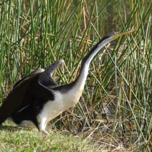 Anhinga novaehollandiae at Kingston, ACT - 4 Jun 2019