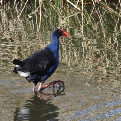 Porphyrio melanotus (Australasian Swamphen) at Kingston, ACT - 4 Jun 2019 by Mike