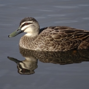 Anas superciliosa at Kingston, ACT - 4 Jun 2019 02:11 PM