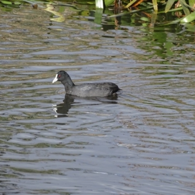 Fulica atra (Eurasian Coot) at Lake Burley Griffin Central/East - 4 Jun 2019 by Mike