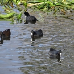 Fulica atra at Kingston, ACT - 4 Jun 2019 02:10 PM