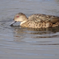 Anas gracilis (Grey Teal) at Kingston, ACT - 4 Jun 2019 by Mike