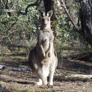 Macropus giganteus at O'Malley, ACT - 1 Jun 2019 02:12 PM