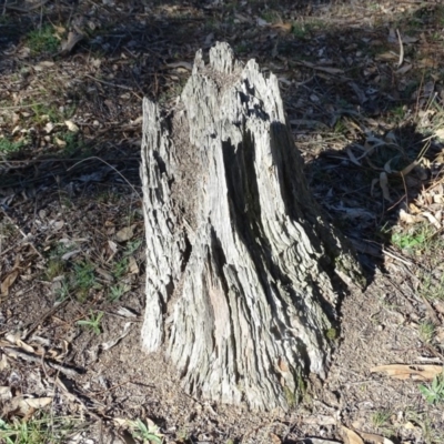 Papyrius nitidus (Shining Coconut Ant) at O'Malley, ACT - 1 Jun 2019 by Mike