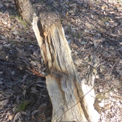 Papyrius nitidus (Shining Coconut Ant) at Mount Mugga Mugga - 1 Jun 2019 by Mike