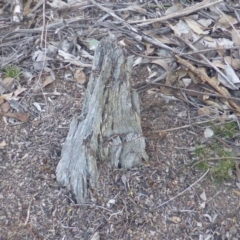 Papyrius nitidus (Shining Coconut Ant) at Garran, ACT - 1 Jun 2019 by Mike