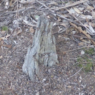 Papyrius nitidus (Shining Coconut Ant) at Garran, ACT - 1 Jun 2019 by Mike