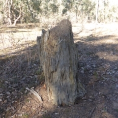 Papyrius nitidus (Shining Coconut Ant) at Garran, ACT - 1 Jun 2019 by Mike