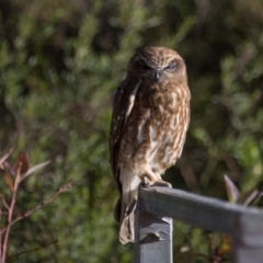 Ninox boobook (Southern Boobook) at Murrumbateman, NSW - 3 Jun 2019 by SallyandPeter