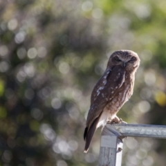 Ninox boobook at Murrumbateman, NSW - 4 Jun 2019