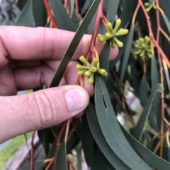 Unidentified Gum Tree at Central Tilba, NSW - 4 Jun 2019 by Illilanga