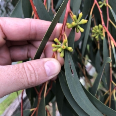 Unidentified Gum Tree at Central Tilba, NSW - 4 Jun 2019 by Illilanga