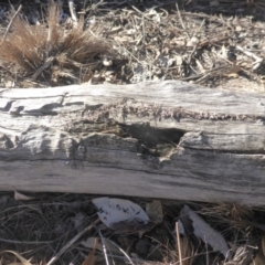 Papyrius nitidus (Shining Coconut Ant) at O'Malley, ACT - 1 Jun 2019 by Mike