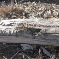 Papyrius nitidus (Shining Coconut Ant) at Mount Mugga Mugga - 1 Jun 2019 by Mike