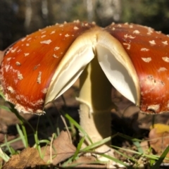 Amanita muscaria (Fly Agaric) at Bago State Forest - 19 May 2019 by Illilanga