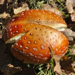 Amanita muscaria at Bago State Forest - 19 May 2019