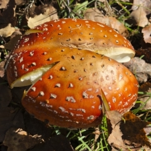 Amanita muscaria at Bago State Forest - 19 May 2019 11:06 AM