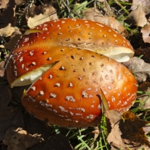 Amanita muscaria at Bago State Forest - 19 May 2019