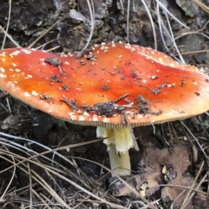 Amanita muscaria at Bago State Forest - 19 May 2019 11:06 AM