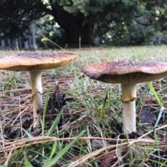 Amanita muscaria at Bago State Forest - 19 May 2019 11:06 AM