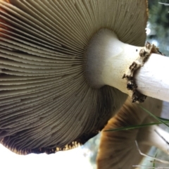 Amanita muscaria at Bago State Forest - 19 May 2019