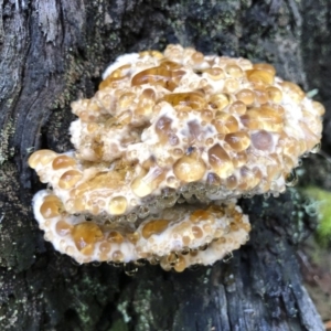 Postia punctata at Bago State Forest - 19 May 2019