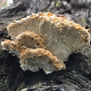 Postia punctata at Bago State Forest - 19 May 2019