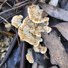 Postia punctata at Bago State Forest - 19 May 2019 11:30 AM