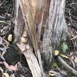 Postia punctata at Bago State Forest - 19 May 2019 11:30 AM