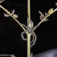 Neosparassus calligaster (Beautiful Badge Huntsman) at Red Hill Nature Reserve - 25 May 2019 by BIrdsinCanberra