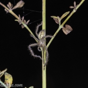 Neosparassus calligaster at Red Hill, ACT - 25 May 2019