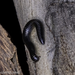 Ommatoiulus moreleti (Portuguese Millipede) at Red Hill Nature Reserve - 25 May 2019 by BIrdsinCanberra
