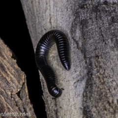 Ommatoiulus moreleti (Portuguese Millipede) at Red Hill, ACT - 25 May 2019 by JonSteinbeck