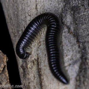 Ommatoiulus moreleti at Red Hill, ACT - 25 May 2019