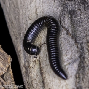 Ommatoiulus moreleti at Red Hill, ACT - 25 May 2019