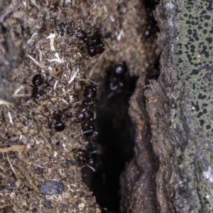 Papyrius nitidus at Red Hill, ACT - 8 Jun 2019