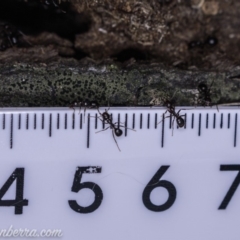 Papyrius nitidus at Red Hill, ACT - 8 Jun 2019