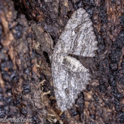Ectropis (genus) (An engrailed moth) at Hughes, ACT - 25 May 2019 by BIrdsinCanberra