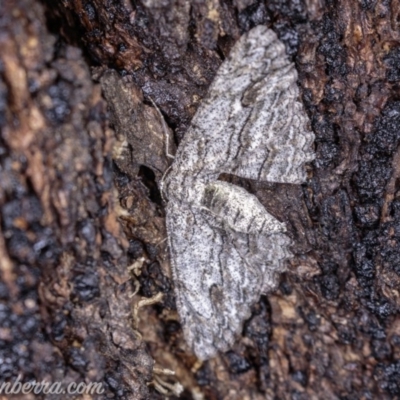 Ectropis (genus) (An engrailed moth) at Hughes, ACT - 25 May 2019 by JonSteinbeck