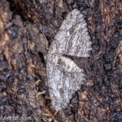 Ectropis (genus) at Hughes, ACT - 25 May 2019 04:08 PM