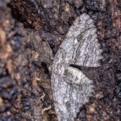 Ectropis (genus) at Hughes, ACT - 25 May 2019 04:08 PM