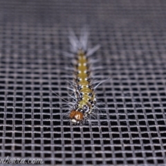 Uresiphita ornithopteralis at Hughes, ACT - 25 May 2019 04:11 PM