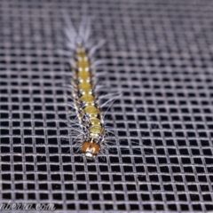 Uresiphita ornithopteralis at Hughes, ACT - 25 May 2019 04:11 PM