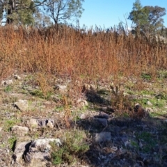 Amaranthus sp. (Amaranth) at Farrer Ridge - 2 Jun 2019 by galah681