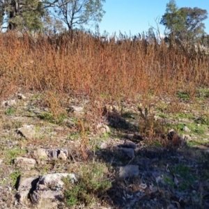 Amaranthus sp. at Farrer, ACT - 2 Jun 2019 11:50 AM