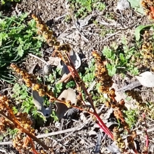 Amaranthus sp. at Farrer, ACT - 2 Jun 2019