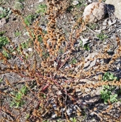 Amaranthus sp. at Farrer, ACT - 2 Jun 2019